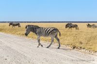 Zebras und Gnus überqueren die Straße am King Nehale Gate im Etosha Nationalpark.