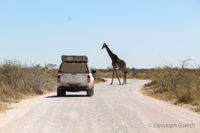 Etosha, Giraffe, Safari, Hilux