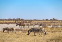 Zebras, Etosha, Safari, Fotografie, Namibia