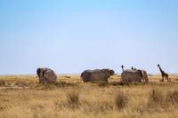 Elefanten, Herde, Steppe, Namibia, Wildlife, Safari