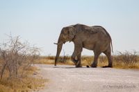 Elefant, Etosha, Stra&szlig;e, Safari