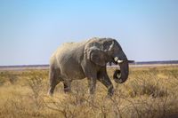 Elefant, Etosha, Nationalpark, Savanne, Namibia, Safari, Roadtrip, Christoph Goerdt