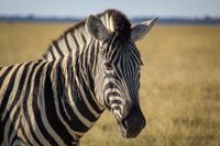 Das Bild zeigt ein Zebra im Etosha-Nationalpark