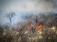 Buschfeuer, Namibia, Etosha, Feuer, Safari