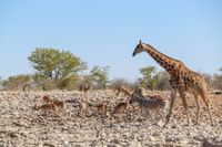 Tiere, Giraffen, Springbock, Zebra, Antilopen, Etosha