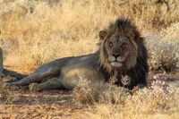 L&ouml;we, Erindi Private Game Reserve, Erindi, Lion, Safari