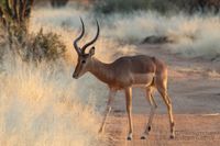 Impala, Erindi, Safari, Namibia, Wildlife, Wildnis, Natur, Christoph Goerdt