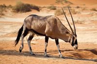 Oryx, Antilope, Sossusvlei, W&uuml;ste, Namibia, Christoph Goerdt