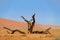 Toter Baum, Baumstamm, Sossusvlei, Namibia, Dead Vlei, Christoph Goerdt