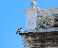 Vogel, Tierwelt, Cartagena, Kolumbien, S&uuml;damerika, Karibik, Christoph Goerdt