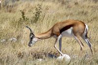 Springbock, Etosha-Nationalpark, Etosha, Namibia, Wildlife, Wildnis, Safari