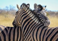 Zebras, Etosha, Nationalpark