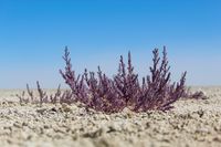 Vegetation, Etosha-Pfanne, Etosha, Roadtrip