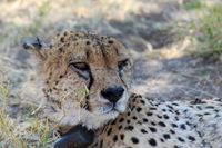 Leopard, Safari, Namibia, Wildnis, Erindi, Game Reserve, Roadtrip